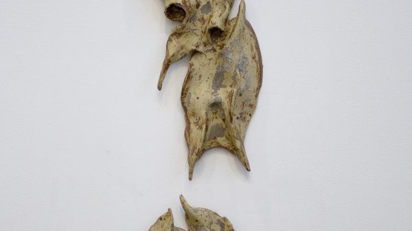 Odont VIII